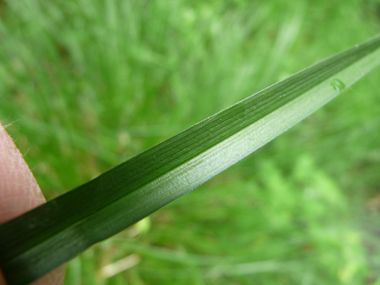 Grandes feuilles coupantes, larges d'environ 5 mm et de couleur vert sombre. Agrandir dans une nouvelle fenêtre (ou onglet)